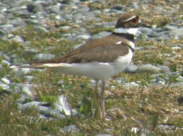 Killdeer 