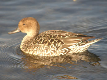 Female Northern Pintail 