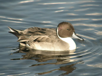 Male Northern Pintail 