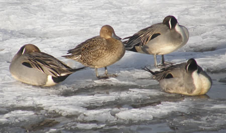 Northern Pintails in the winter