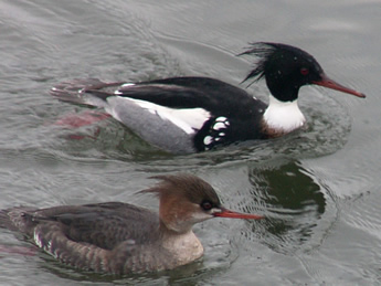 Pair of Red-breasted Mergansers