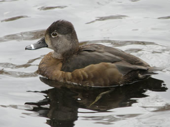 Female Ring-necked Duck
