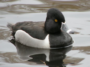 Male Ring-necked Duck