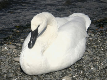 Trumpeter Swan