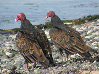 Turkey Vultures