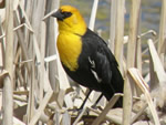 Birds of North America Crossword #7 - Birds of the Month Part 2
