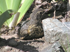 Young American Robin hides
