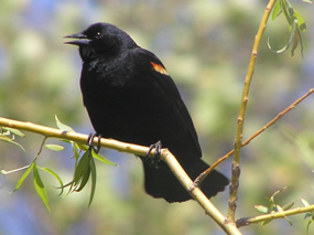 Mature Red-winged Blackbird