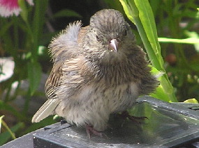 Young junco relaxes