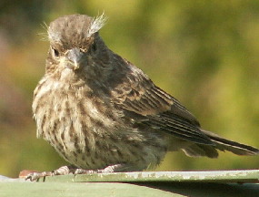 Young House Finch