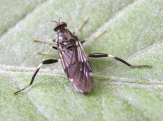 Garden Soldier Fly, Exaireta spinigera