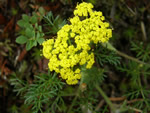 Spring Gold, Lomatium utriculatum 