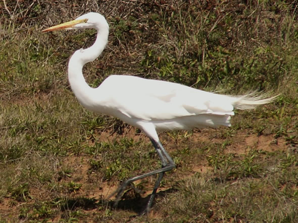 Great Egret, Ardea albus