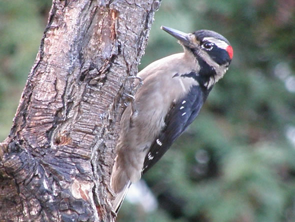 Hairy Woodpecker, Picoides villosus, male