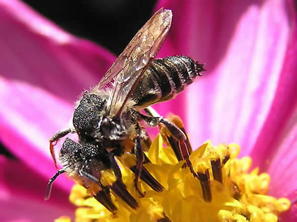 Cuckoo Leaf-cutter Bee, Coelioxys rufitarsis, male