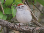 Chipping Sparrow