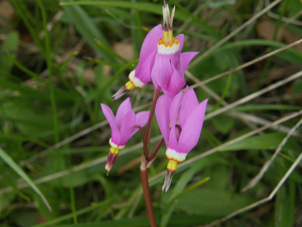 Few-flowered Shooting Star, Dodecatheon pulchellum