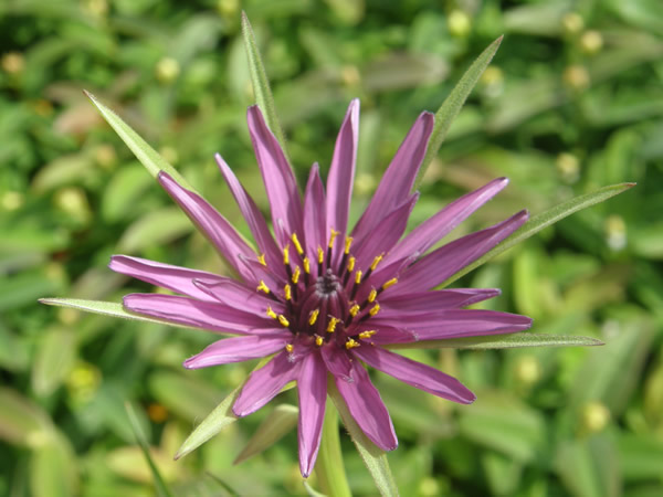 Purple Salsify, Tragopogon porrifolius