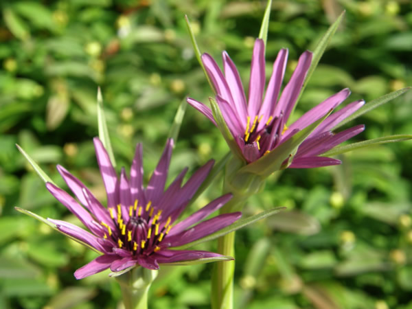 Purple Salsify, Tragopogon porrifolius