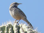 Cactus Wren