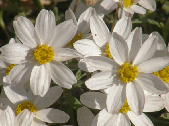 Blackfoot Daisy, Melampodium leucanthum