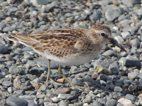 Least Sandpiper, Calidris minutilla