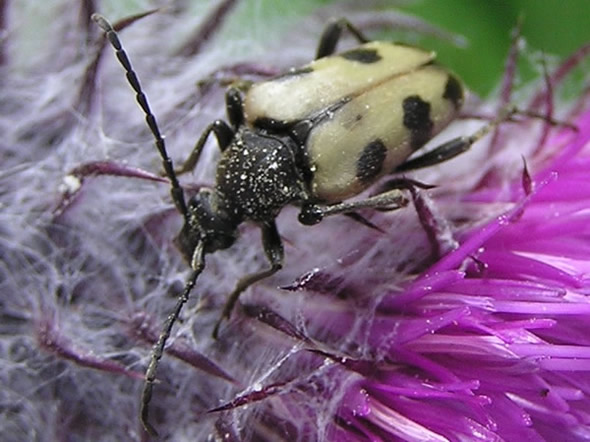 Long-horned Beetle, Judolia instabilis