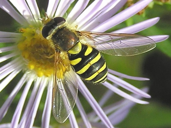 Hoverfly, Eupeodes fumipenniss