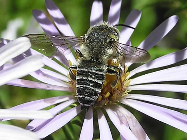 Western Leafcutter Bee, Megachile perihirta