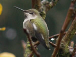 Anna's Hummingbird