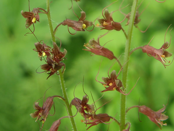 Piggyback Plant, Tolmiea menziesii