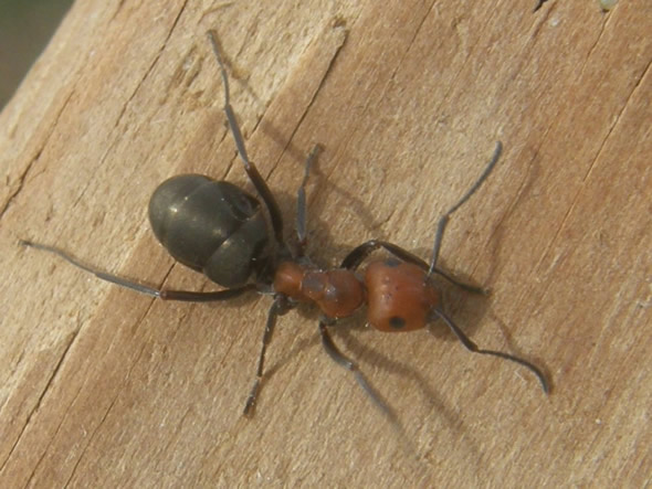 Western Thatching Ant, Formica obscuripes 