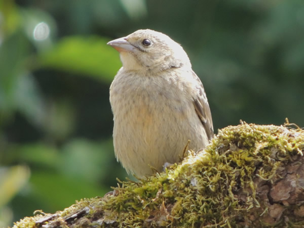 Cowbird, Molothrus ater