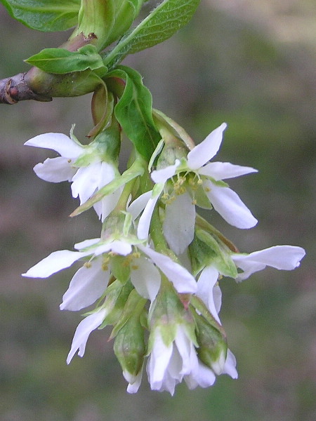 Indian Plum, Oemleria cerasiformis