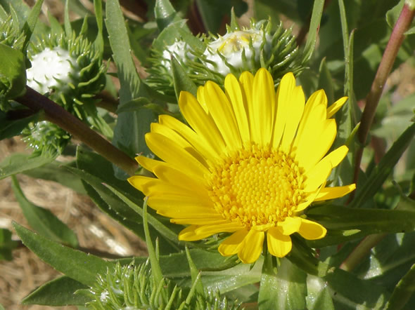 Common Gumweed, Grindelia cuneifolia 