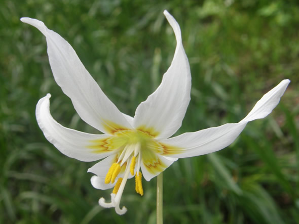 White Fawn Lily, Erythronium oregonum
