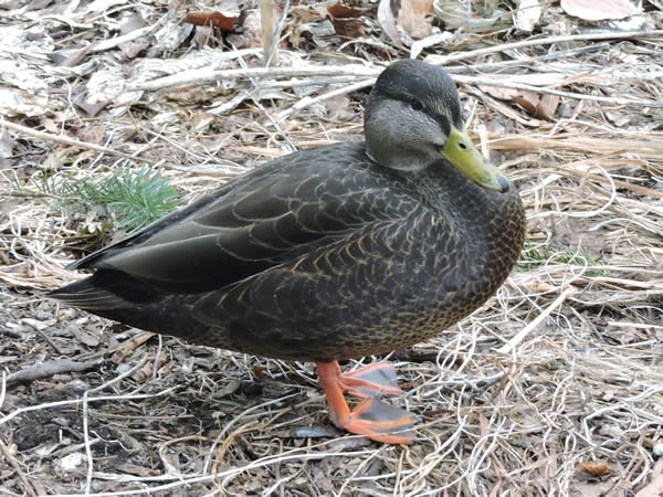 American Black Duck, Anas rubripes