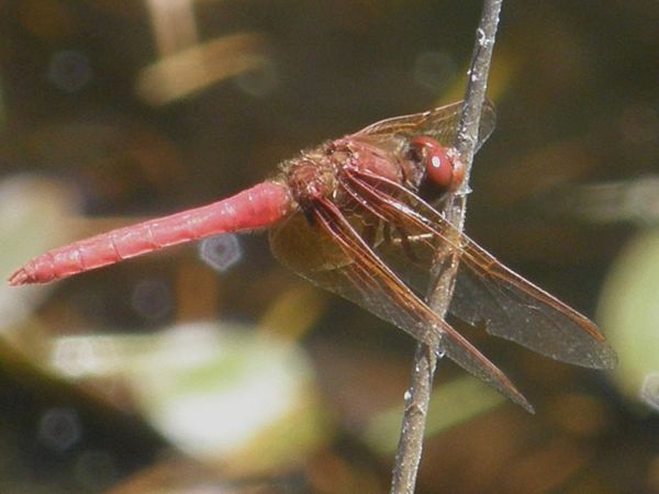 Cardinal Meadowhawk, Sympetrum illotum