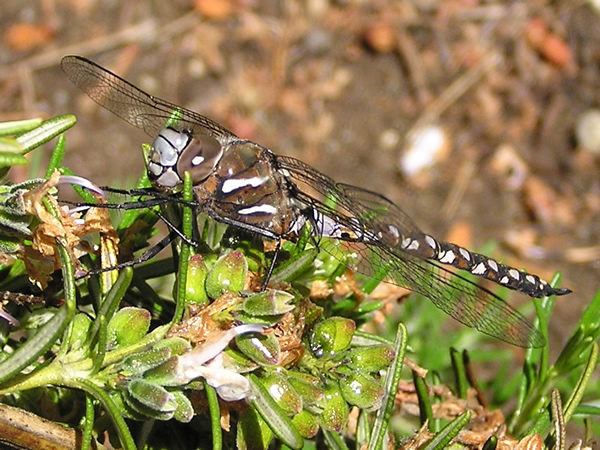 California Darner, Rhionaeschna californica