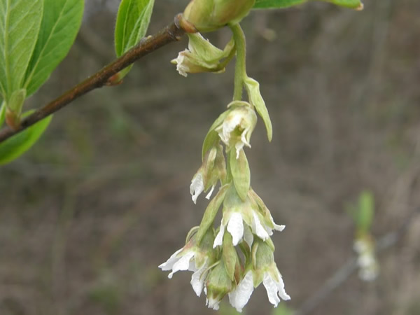 Indian Plum, Oemleria cerasiformis