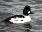 Common Goldeneye 