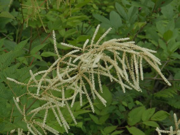 Goatsbeard, Aruncus dioicus 