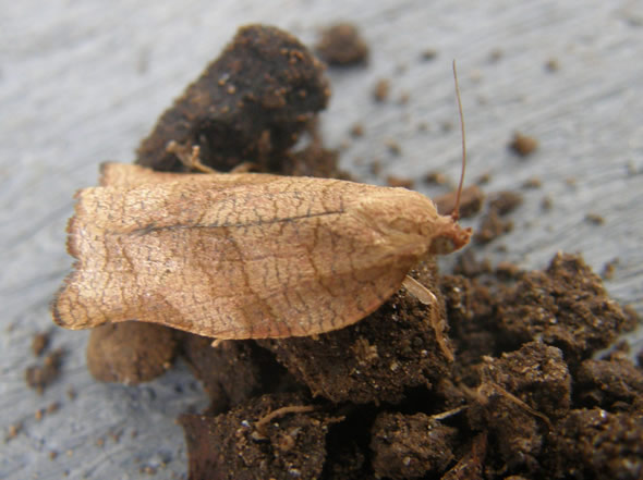 Oblique-banded Leafroller Moth,  Choristoneura rosaceana