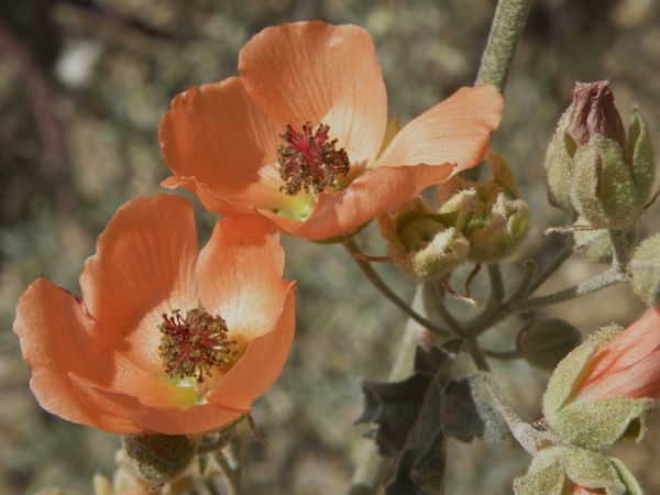 Desert Globe Mallow, Sphaeralcea ambigua