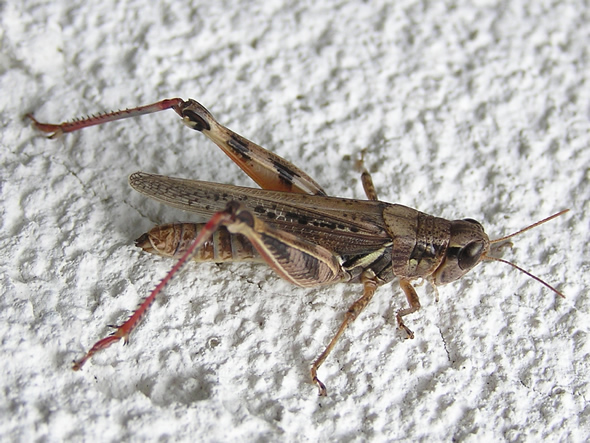 Spur-throated Grasshopper, Melanoplus sanguinipes 
