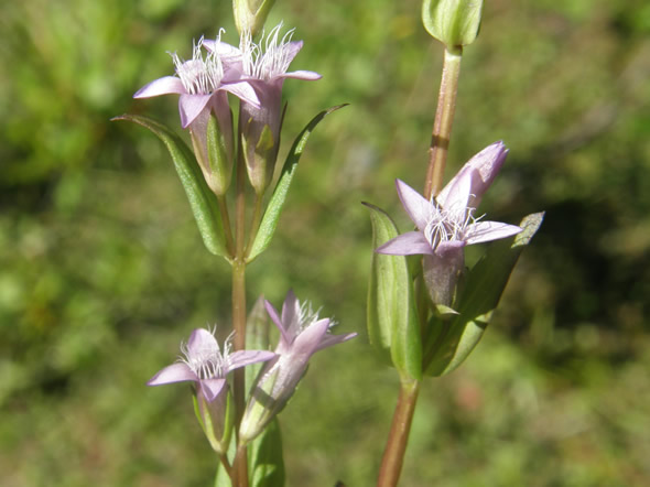 Northern Gentian, Gentianaceae amarella