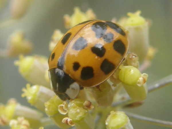 Multicolored Asian Lady Beetle, Harmonia axyridis