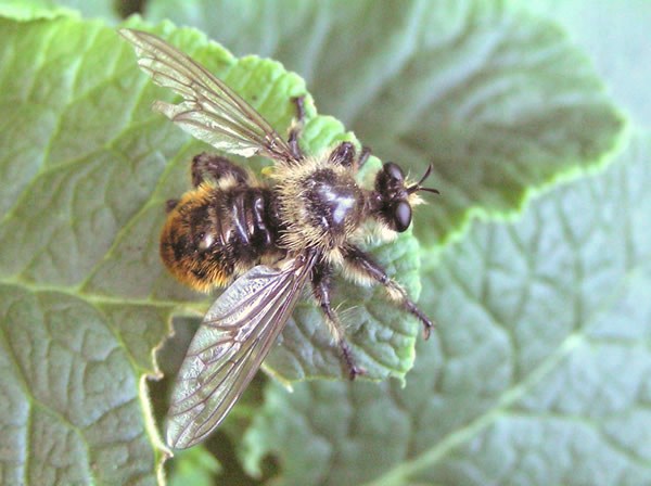 Robber Fly, Laphria Columbica