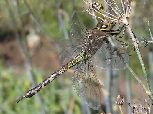 Blue-eyed Darner - female