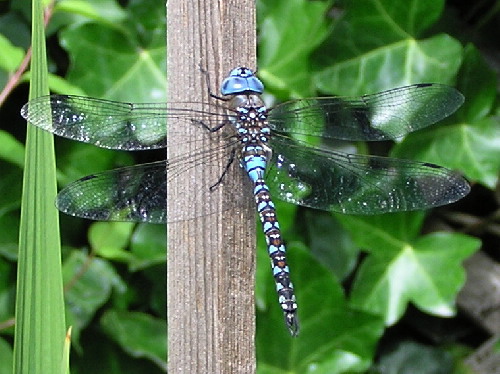 Blue-eyed Darner - male